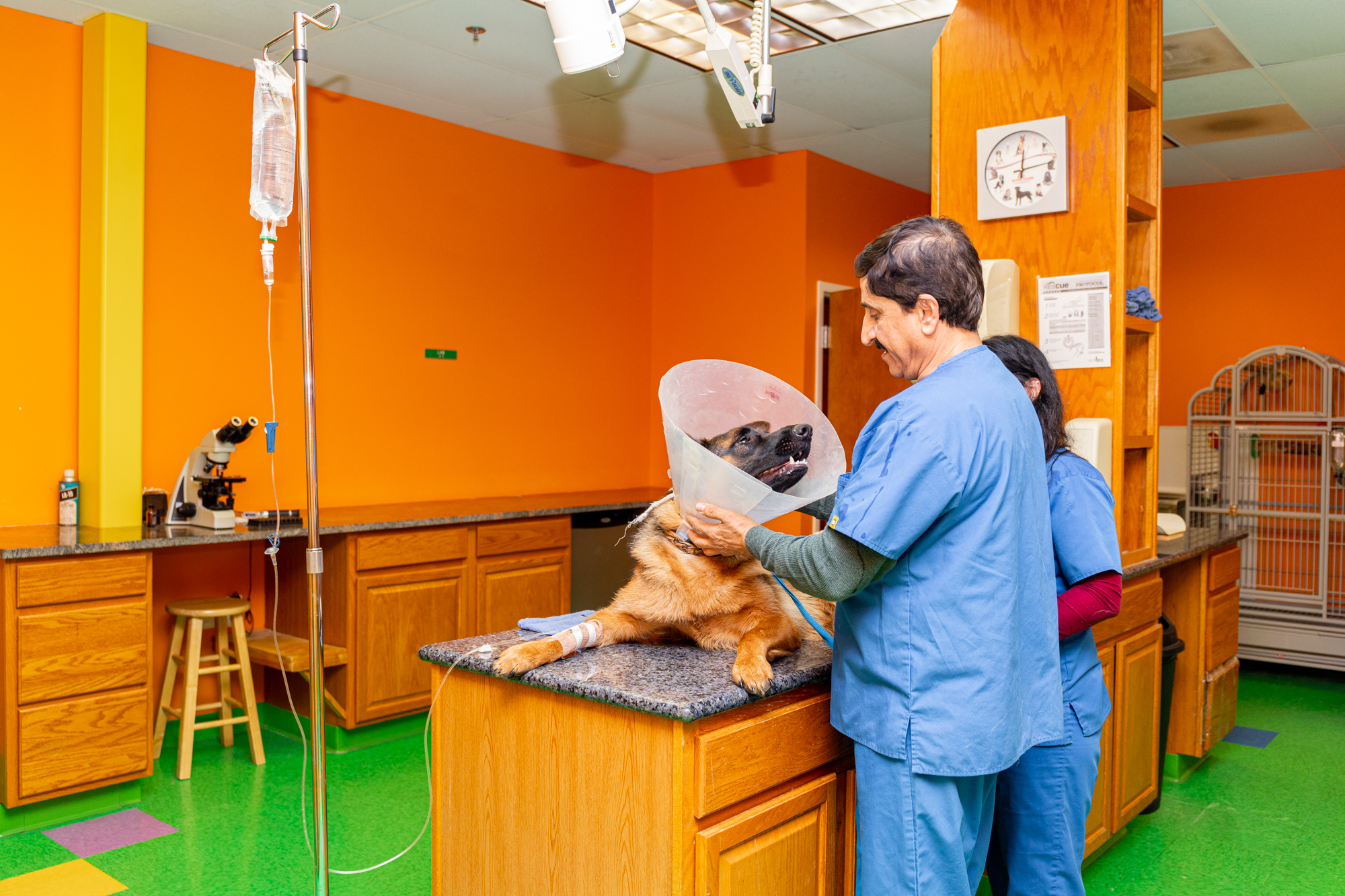 HighQuality Vet Hospital in Chantilly, VA Nova Pets Health Center